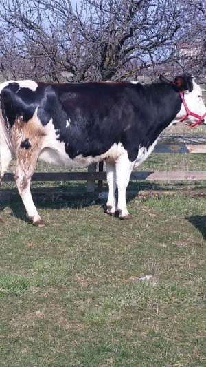 Vand o vaca Holstein si 3 juninci gestante holstein.