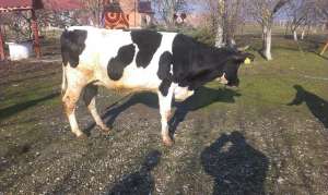 Vand o vaca Holstein si 3 juninci gestante holstein.