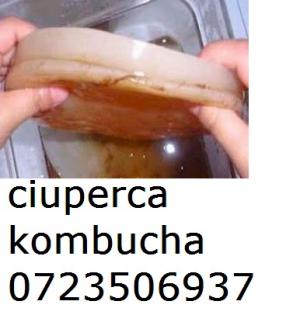KOMBUCHA ROMANIA 0721339995 CIUPERCA CEAI KOMBUCHA TEA