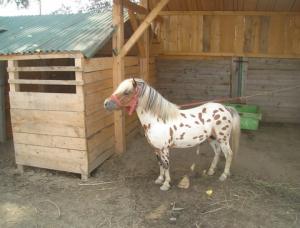 Vand ponei Shetland,  Appaloosa-Super ocazie