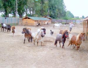 Vand ponei Shetland,  Appaloosa-Super ocazie