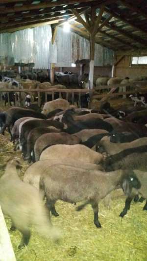 Vand 100 oi carabase cu miei mari sarbesti bulgaresti