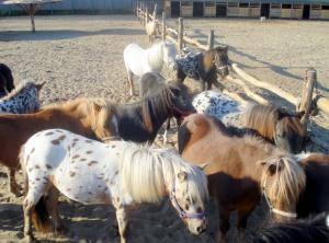 Vand ponei Shetland,  Appaloosa-Super ocazie