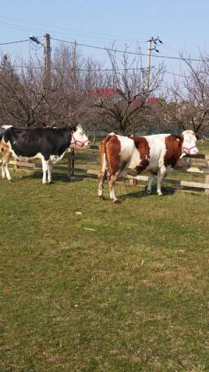 Vand 2 vaci foarte bune de lapte baltata romaneasca si Holstein
