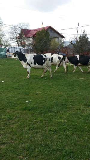 Vand 3 vaci Holstein rasa originala si o vaca baltata romaneasca.to
