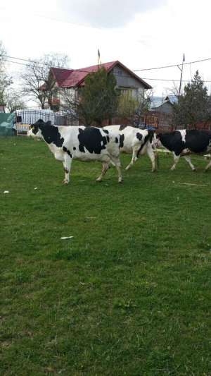 Vand 3 vaci Holstein rasa originala si o vaca baltata romaneasca.to