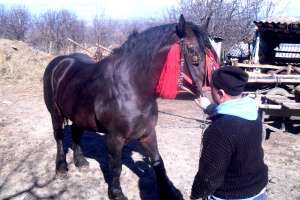 cal de vanzare jud botosani tele 0751807438
