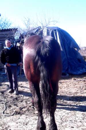 cal de vanzare jud botosani tele 0751807438