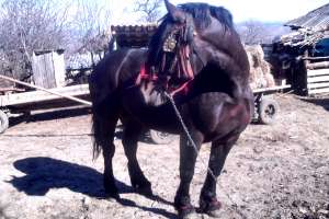 cal de vanzare jud botosani tele 0751807438