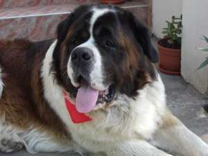 Mascul Saint Bernard pentru monta
