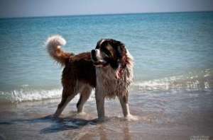 Mascul Saint Bernard pentru monta