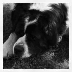 Mascul Saint Bernard pentru monta