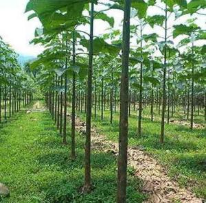 Plantatii Paulownia
