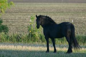 Negru cal Fresian de vanzare