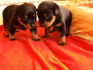 Vand pui rottweiler