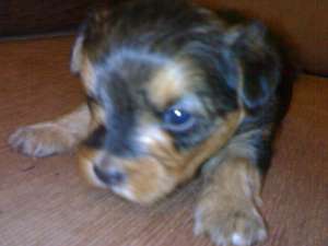 vand yorkshire terrier
