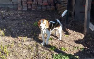 Vand catelusa beagle