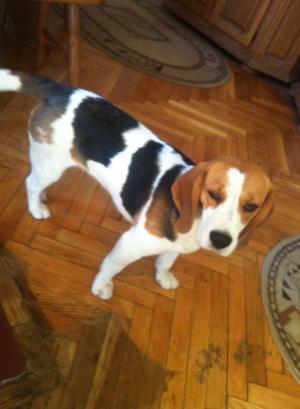 Vand catelusa beagle