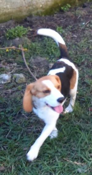 Vand catelusa beagle