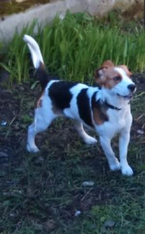 Vand catelusa beagle