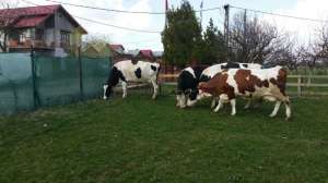 Vand 3 vaci,  juninci Holstein originale,  si o vaca baltata romaneasca