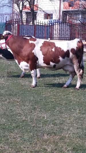 Vand 3 vaci,  juninci Holstein originale,  si o vaca baltata romaneasca