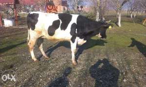 Vand 3 vaci,  juninci Holstein originale,  si o vaca baltata romaneasca