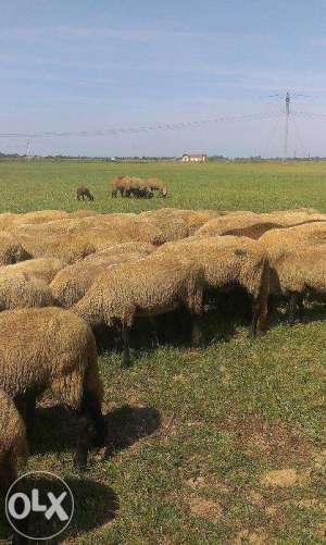 Vand oi carabase cu miei mari de pana la 25 kg cu transport inclus.s