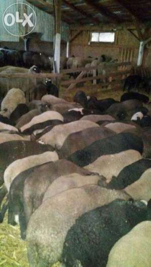 Vand oi carabase cu miei mari de pana la 25 kg cu transport inclus.s