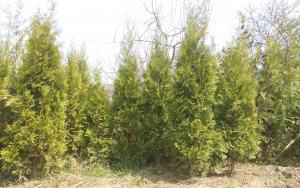 Vand tuia columnaris smaragd