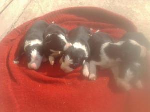 border collie