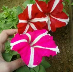 Flori de gradina calitate superioara