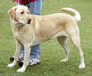 vand labrador