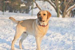 vand labrador