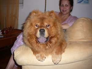 vand mascul chow chow