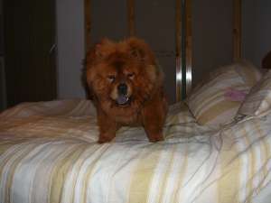 vand mascul chow chow