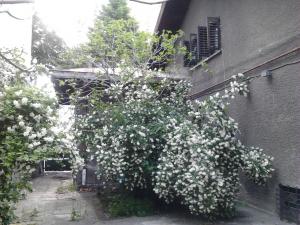 Casa pentru sediu de firma,    zona Icoanei