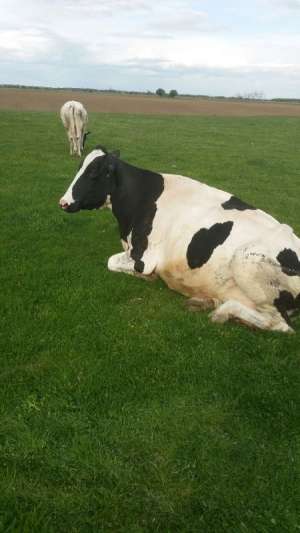 Vand vaca Holstein si juninca Holstein .v