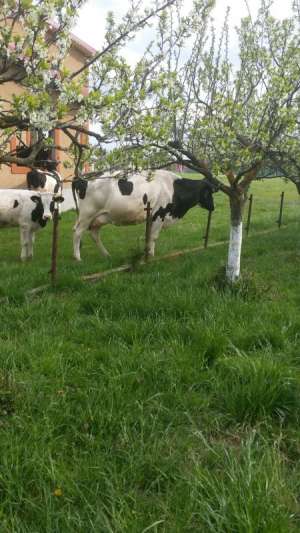 Vand vaca Holstein si juninca Holstein .v