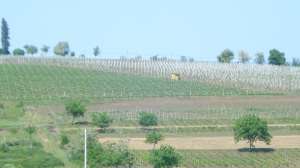 afacere la cheie, profit garantat in domeniul viticol