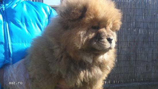 pui chow-chow albi,   negri si roscati