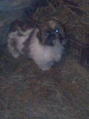 vand pui shih-tzu la 150 euro