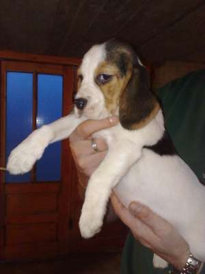 vand pui beagle la 100 euro