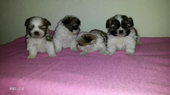vand shih tzu