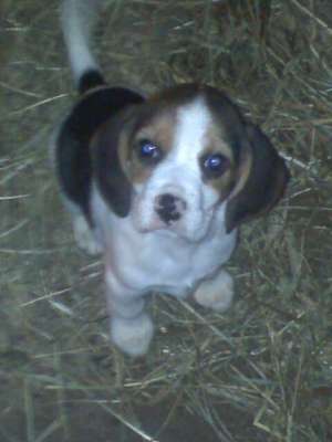 vand pui beagle la 100 euro