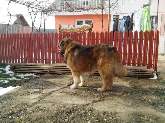 ciobanesc caucazian