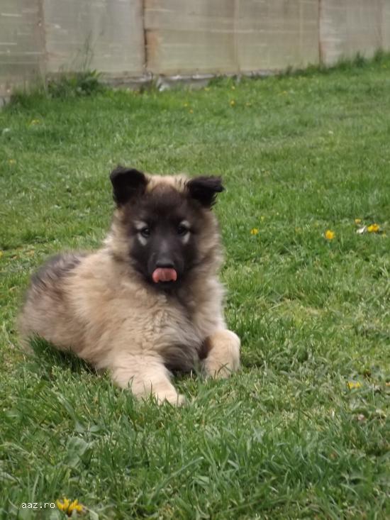 Vand Pui  Ciobanesc Belgian � Tervueren