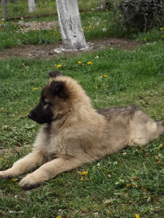 Vand Pui  Ciobanesc Belgian � Tervueren