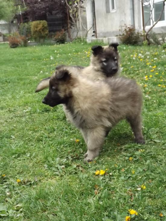 Vand Pui  Ciobanesc Belgian � Tervueren