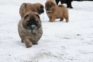 vand pui chow-chow